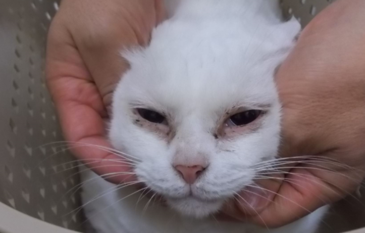 猫の猫ウイルス性鼻気管炎（FVR）