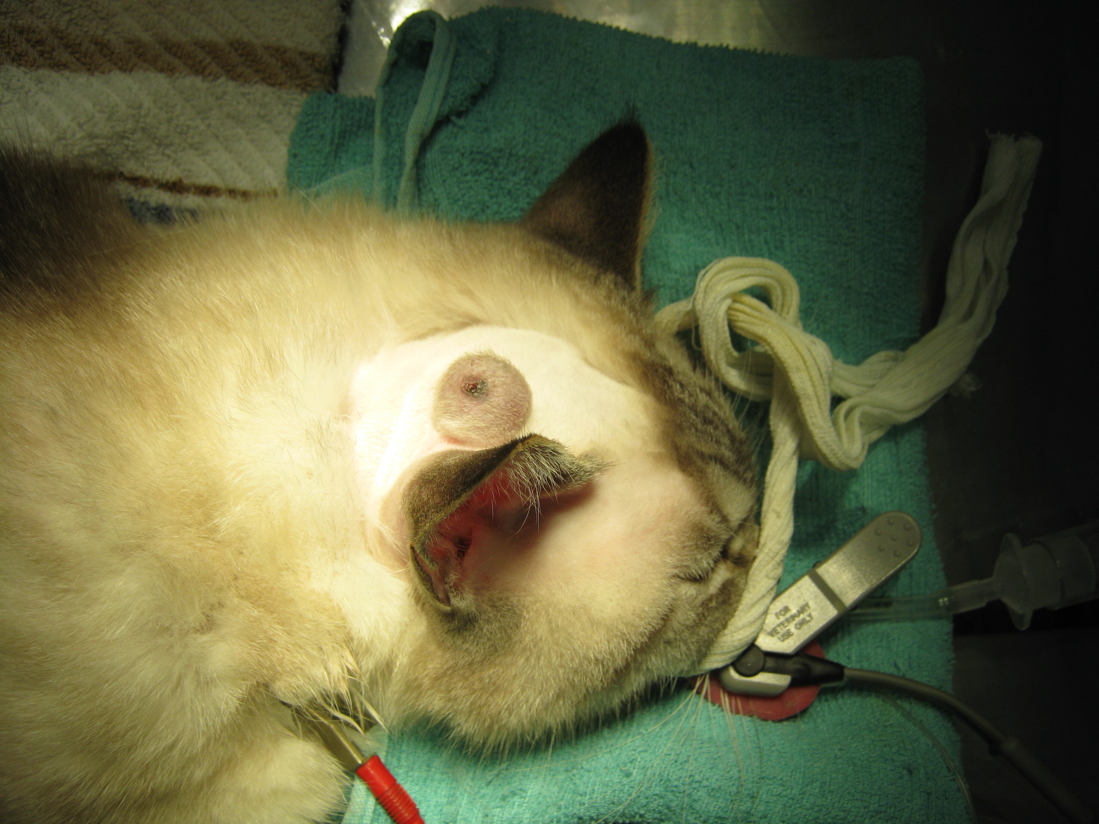 【極美品】猫の腫瘍 極美品】猫の腫瘍