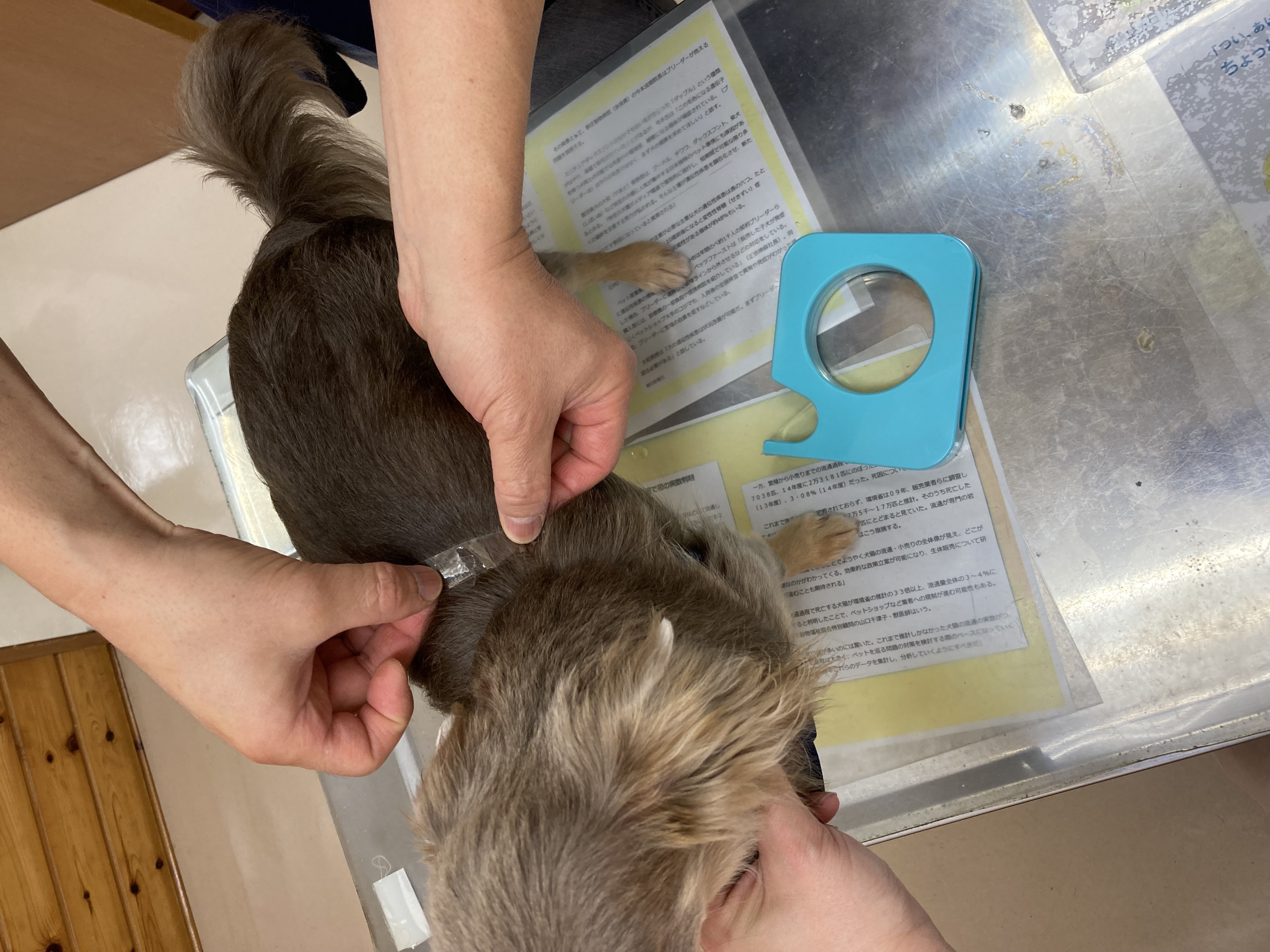 美品】皮膚科のプライマリケア 犬と猫の皮膚病はどうやって診るの？