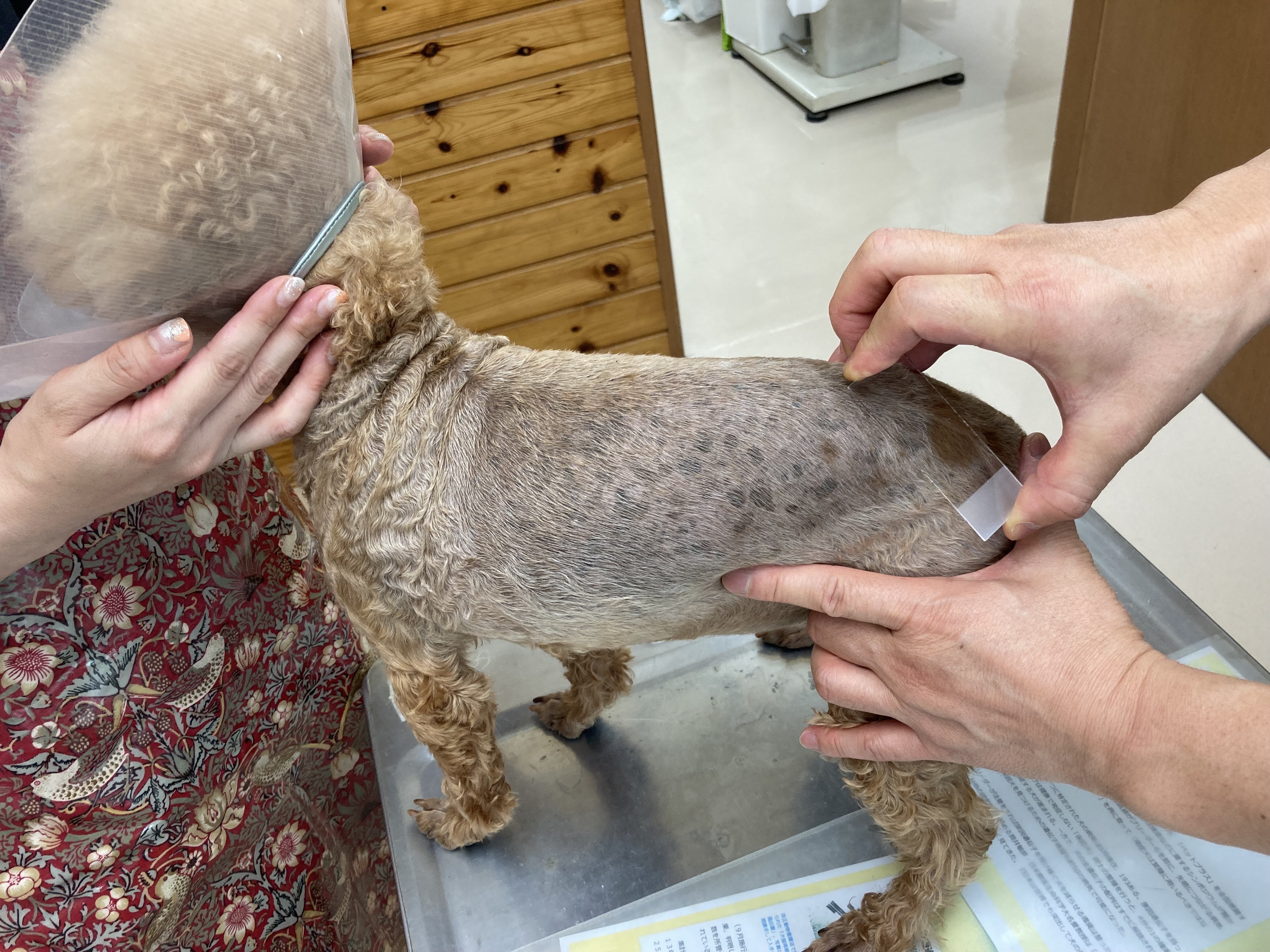 犬と猫の臨床薬理ハンドブック 株式会社 緑書房