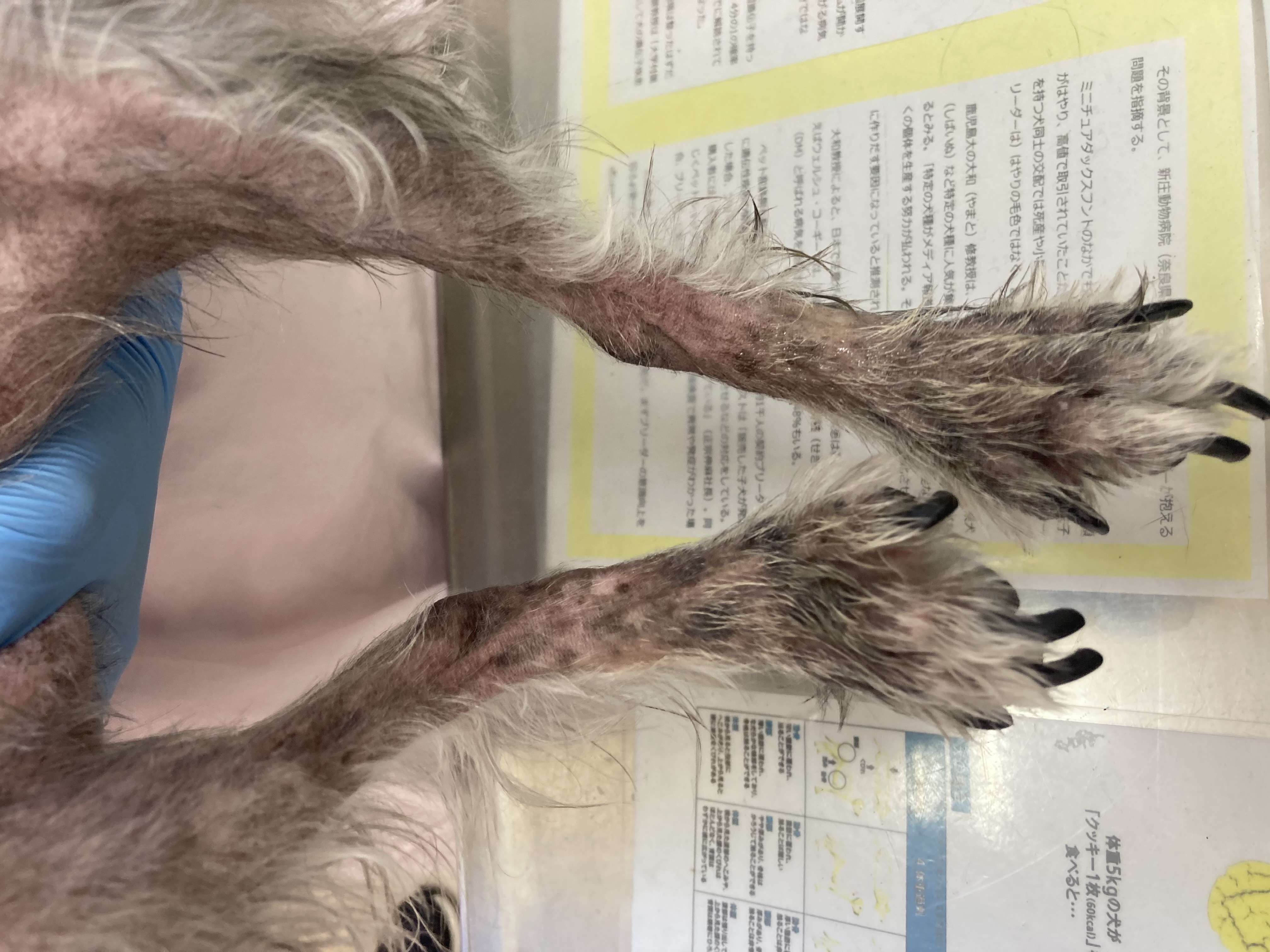 動物の皮膚病をどうやって治療するの？」診断編4｜獣医師が解説